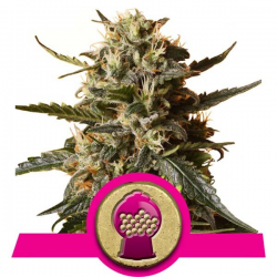 Bubblegum XL | Feminised, Indoor & Outdoor