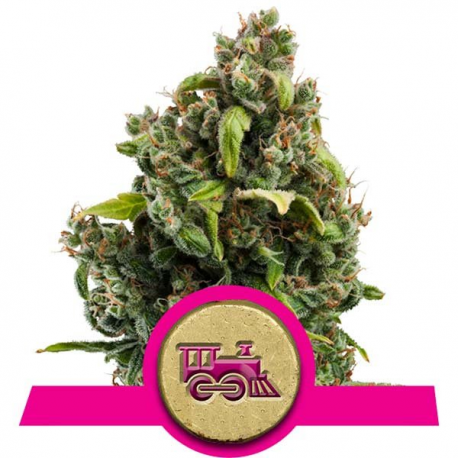 Candy Kush Express - Fast Version | Feminised, Indoor & Outdoor