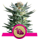 Fruit Spirit | Feminised, Indoor & Outdoor
