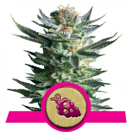 Fruit Spirit | Feminised, Indoor & Outdoor