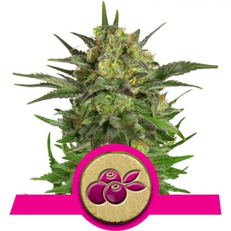 Haze Berry | Feminised, Indoor & Outdoor