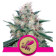 Honey Cream - Fast Version | Feminised, Indoor & Outdoor