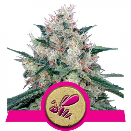 Honey Cream - Fast Version | Feminised, Indoor & Outdoor