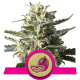 Lemon Shining Silver Haze | Feminised, Indoor & Outdoor