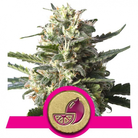 Lemon Shining Silver Haze | Feminised, Indoor & Outdoor