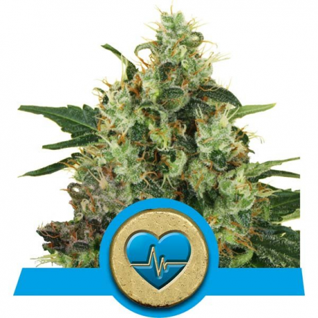 Medical Mass | Feminised, Indoor & Outdoor