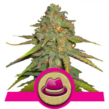 O.G. Kush | Feminised, Indoor & Outdoor