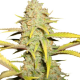 O.G. Kush | Feminised, Indoor & Outdoor