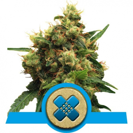 Painkiller XL | Feminised, Indoor & Outdoor