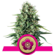 Power Flower | Feminised, Indoor & Outdoor