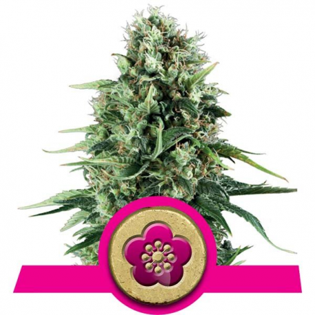 Power Flower | Feminised, Indoor & Outdoor
