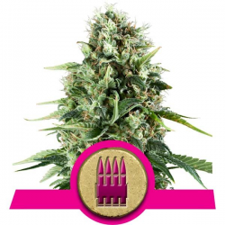 Royal AK | Feminised, Indoor & Outdoor