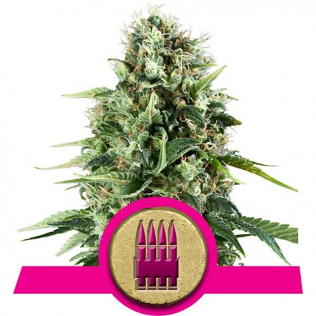 Royal AK | Feminised, Indoor & Outdoor