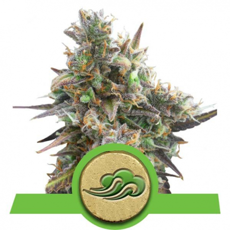 Royal Bluematic | Feminised, Auto, Indoor & Outdoor