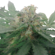 Royal Bluematic | Feminised, Auto, Indoor & Outdoor