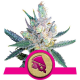 Royal Cheese - Fast Version | Feminised, Indoor & Outdoor