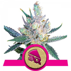 Royal Cheese - Fast Version | Feminised, Indoor & Outdoor