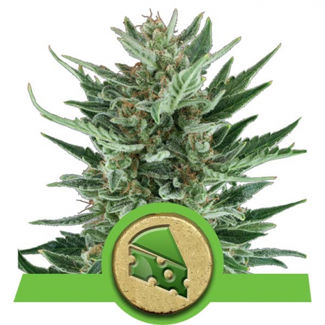 Royal Cheese Automatic | Feminised, Auto, Indoor & Outdoor