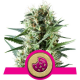 Royal Cookies | Feminised, Indoor & Outdoor