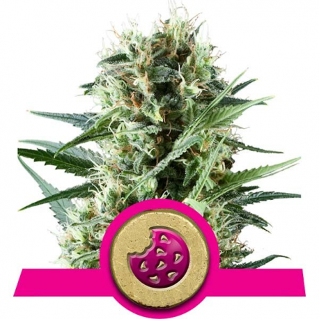 Royal Cookies | Feminised, Indoor & Outdoor