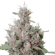 Royal Creamatic | Feminised, Auto, Indoor & Outdoor