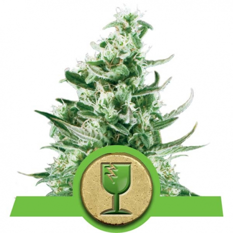 Royal Critical Automatic | Feminised, Auto, Indoor & Outdoor