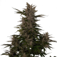 Royal Critical Automatic | Feminised, Auto, Indoor & Outdoor