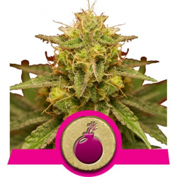 Royal Domina | Feminised, Indoor & Outdoor