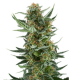Royal Dwarf | Feminised, Auto, Indoor & Outdoor