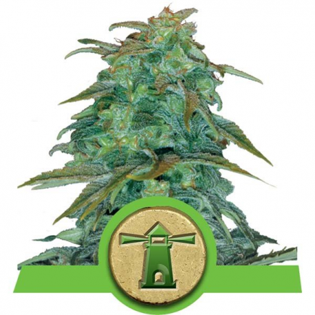 Royal Haze Automatic | Feminised, Auto, Indoor & Outdoor