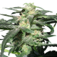 Royal Haze Automatic | Feminised, Auto, Indoor & Outdoor