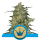 Royal Highness | Feminised, Indoor & Outdoor