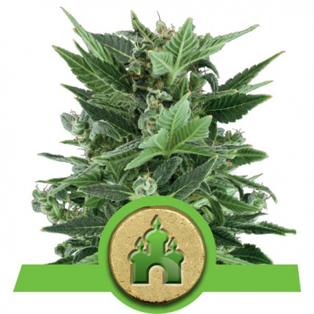 Royal Kush Automatic | Feminised, Auto, Indoor & Outdoor