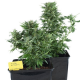 Royal Kush Automatic | Feminised, Auto, Indoor & Outdoor