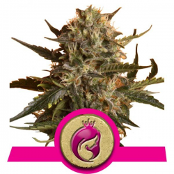 Mother Gorilla aka Royal Madre | Feminised, Indoor & Outdoor