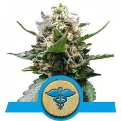 Royal Medic | Feminised, Indoor & Outdoor