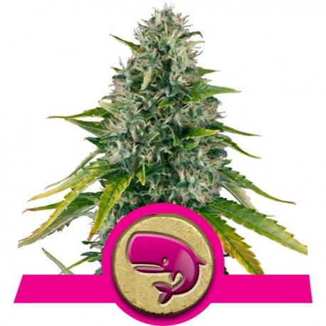 Royal Moby | Feminised, Indoor & Outdoor