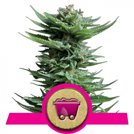 Shining Silver Haze | Feminised, Indoor & Outdoor