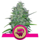 Skunk XL | Feminsied, Indoor & Outdoor