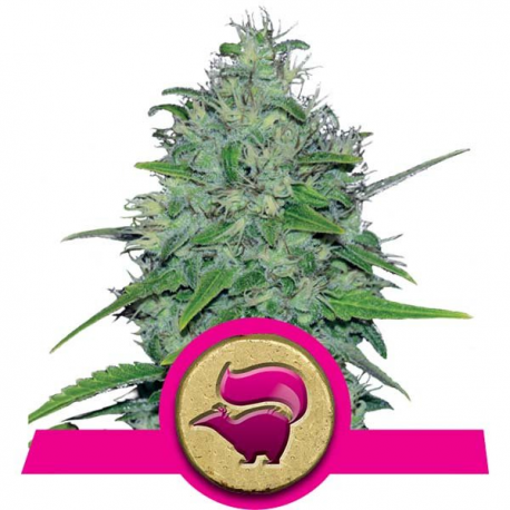 Skunk XL | Feminsied, Indoor & Outdoor