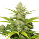 Skunk XL | Feminsied, Indoor & Outdoor