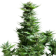 Shining Silver Haze | Feminised, Indoor & Outdoor