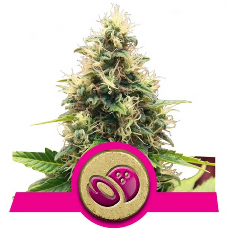 Somango XL | Feminised, Indoor & Outdoor