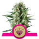 Special Kush 1 | Feminised, Indoor & Outdoor