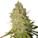 Special Kush 1 | Feminised, Indoor & Outdoor