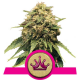 Special Queen 1 | Feminised, Indoor & Outdoor