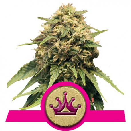 Special Queen 1 | Feminised, Indoor & Outdoor