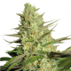 Special Queen 1 | Feminised, Indoor & Outdoor