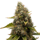 White Widow | Feminised, Indoor & Outdoor