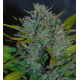 Ultraviolet | Feminised, Auto, Indoor & Outdoor